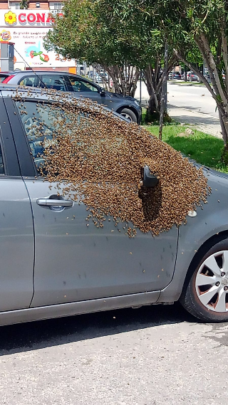 Sciame d’api si deposita su un’auto, arrivano i vigili del fuoco
